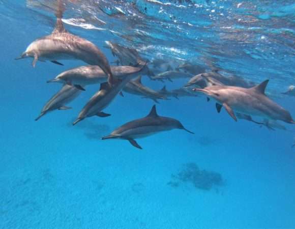 Dolphin Watching Speed Boat Tour Hurghada Safaga